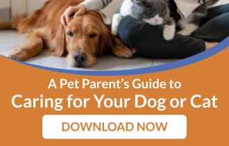 The Animal‑Human Connection: Planning for Pet Care